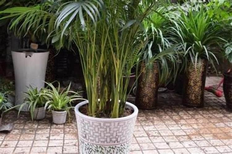 夏威夷竹应该怎么养？