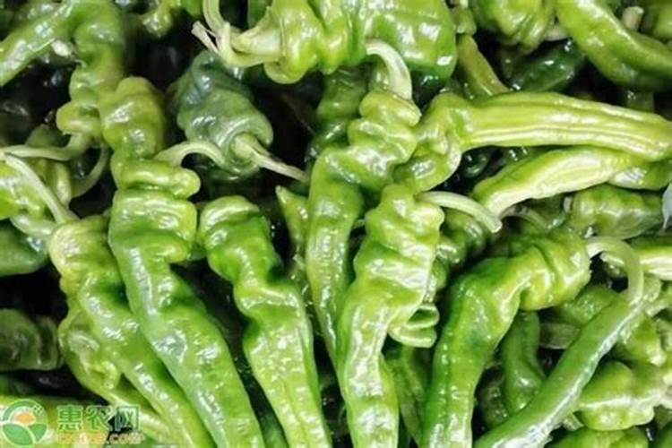 辣椒磷钾肥施用量