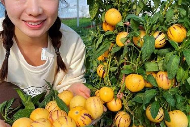 三季梨如何快速变黄？