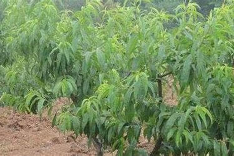 钾肥可以在桃树上叶面喷施吗？