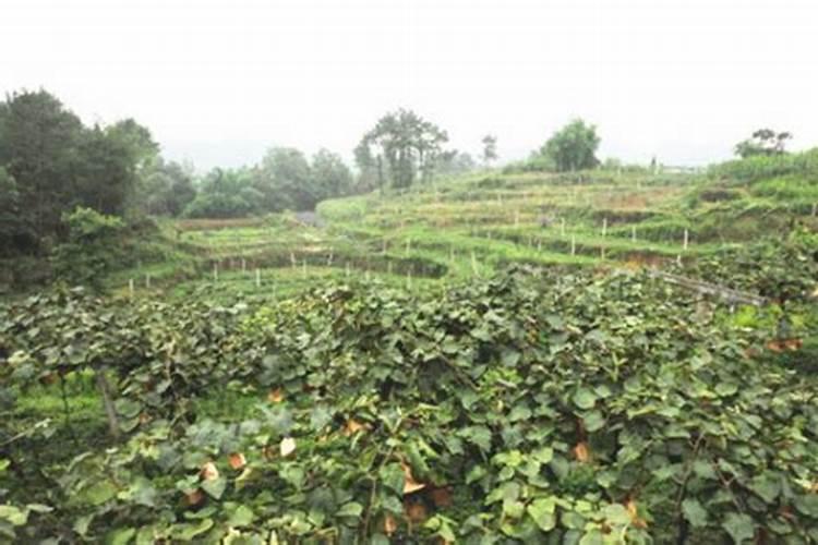 柑橘冬季树势保护叶面肥用什么好