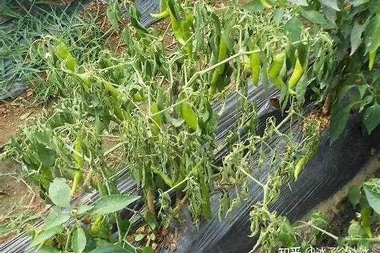 辣椒青枯防与治