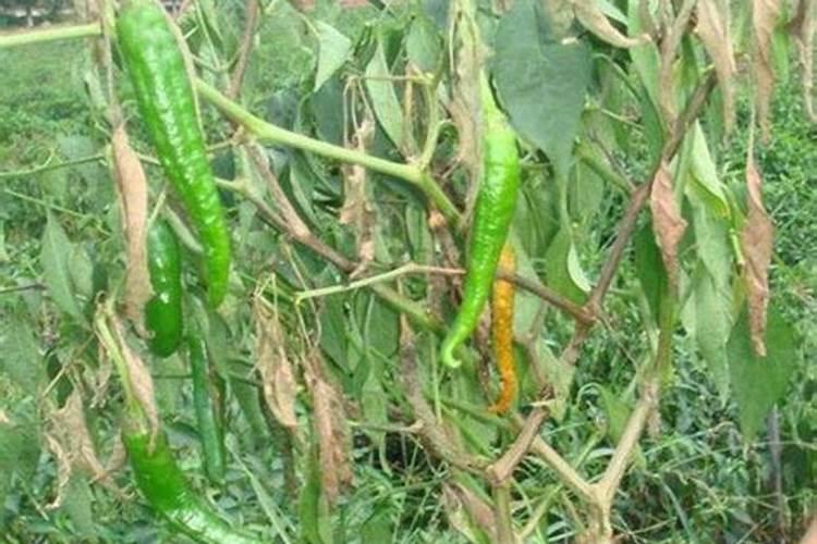 辣椒白绢病,青枯病怎么治