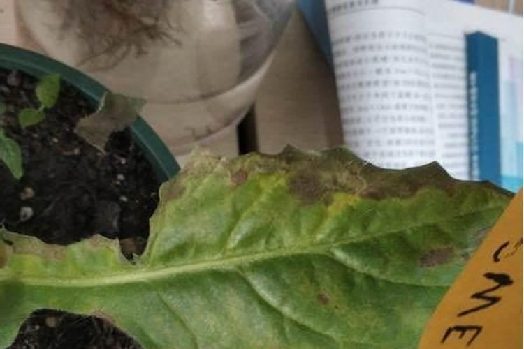 怎样养好非洲菊？