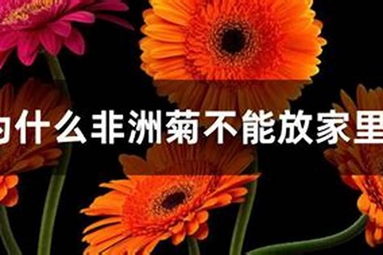 非洲菊施肥技术有什么需要注意的