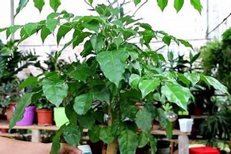 幸福树要施什么肥料