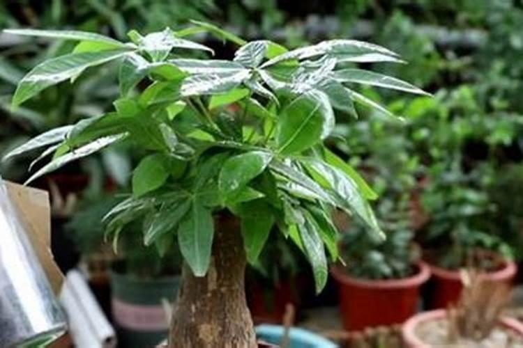 给幸福树桩盆景施什么肥