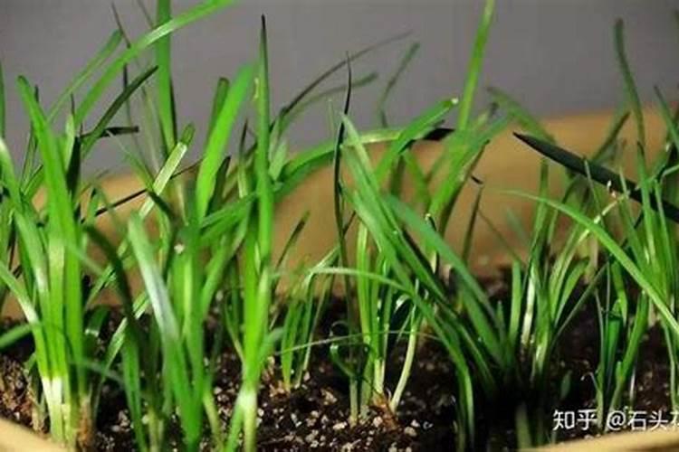 韭菜秋季管理与追肥