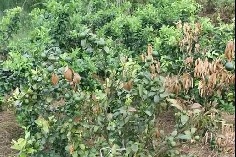 果树追肥什么复合肥好