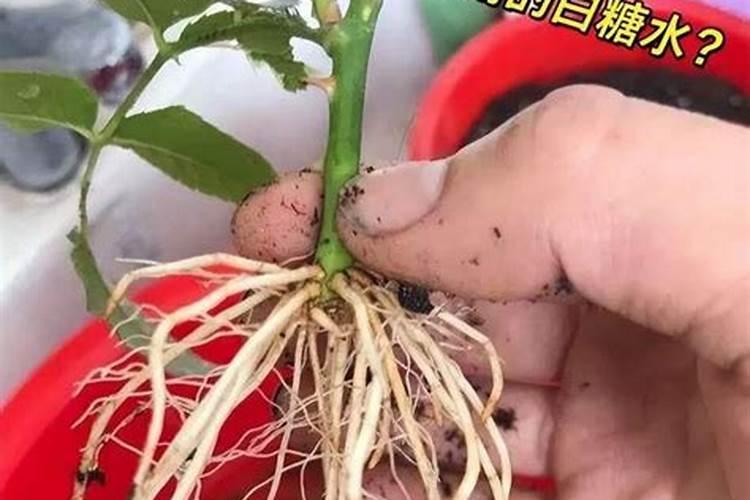 草莓定植后的头等大事,前一个月管理不容忽视!