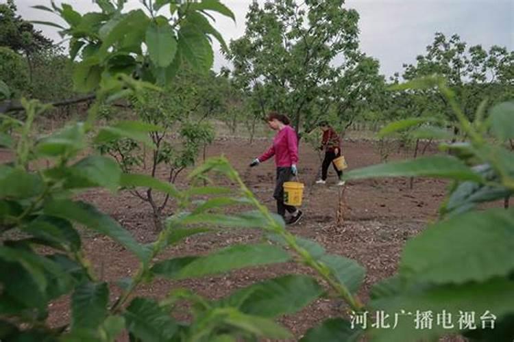 怎样确定板栗的施肥量