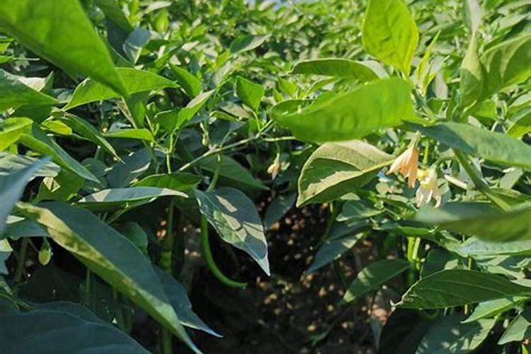 辣椒结果期用什么水溶肥效果好？辣椒膨大期专用叶面肥？