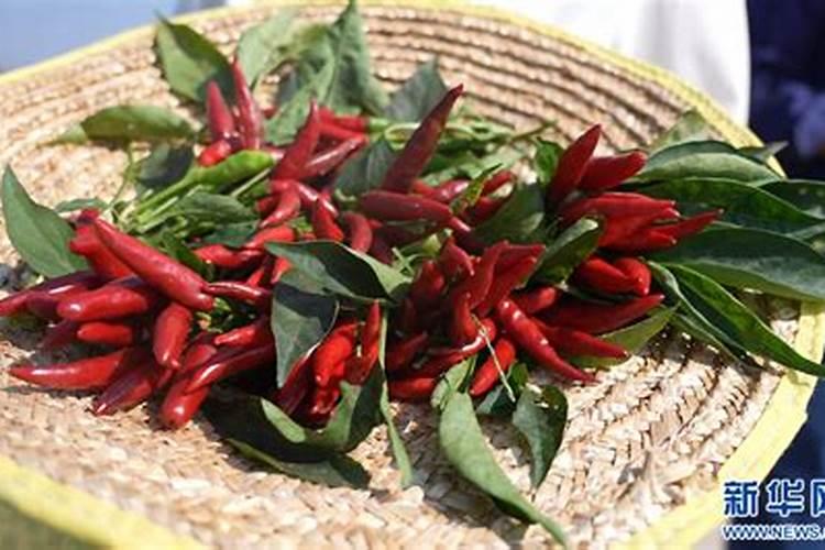 辣椒膨果期如何施肥？辣椒使用什么叶面肥好