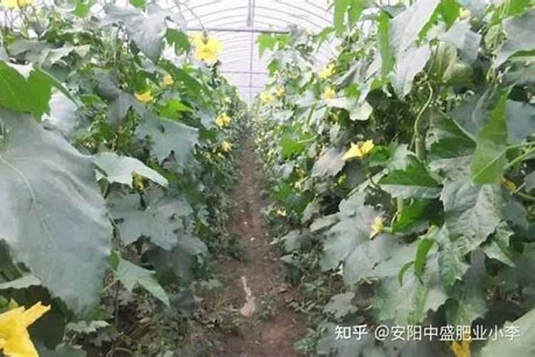 种丝瓜用什么肥料最好