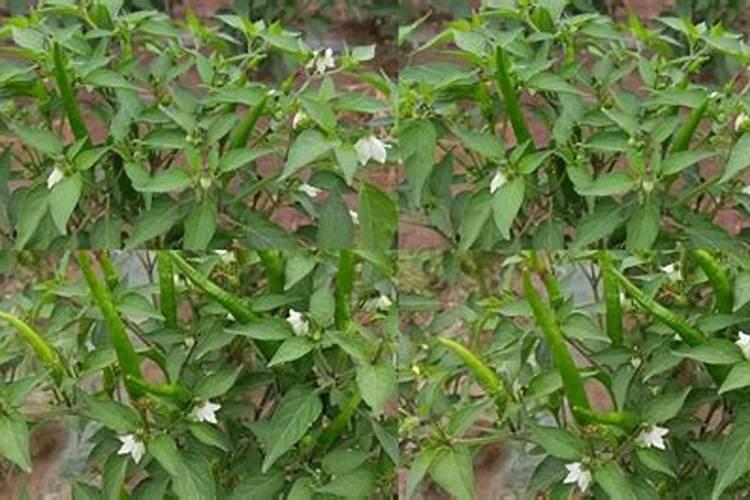 怎样栽培小米椒