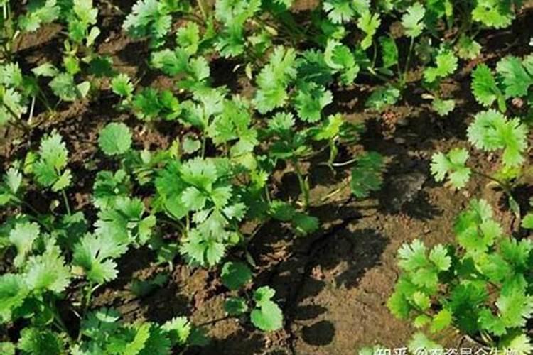 香菜怎么施肥,香菜施肥的方法