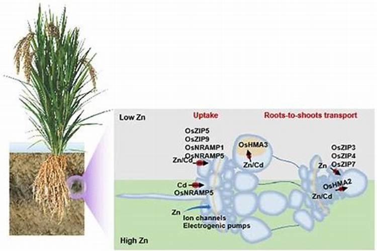 水稻锌肥用什么肥料
