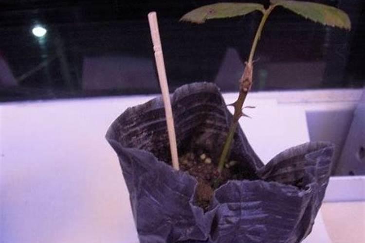 蕙兰如何复壮,牙签苗怎么复壮