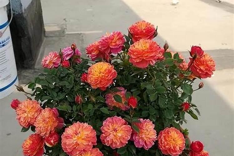 蕙兰如何复壮,牙签苗怎么复壮