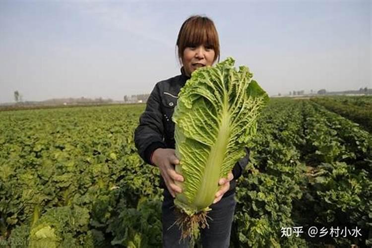 种植小白菜追肥的时候,用哪种肥料最好？