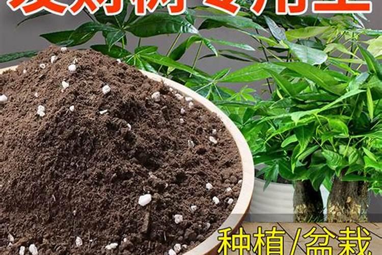 多肉植物用的营养土或者有机肥都有哪些