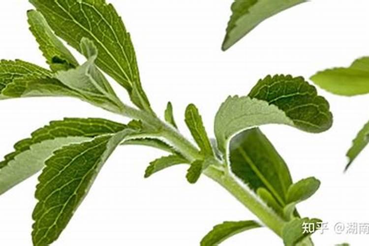 草莓移栽后多久可以施肥