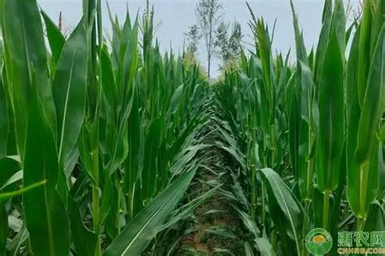 玉米底肥一次性施肥 氮磷钾 各用多少？