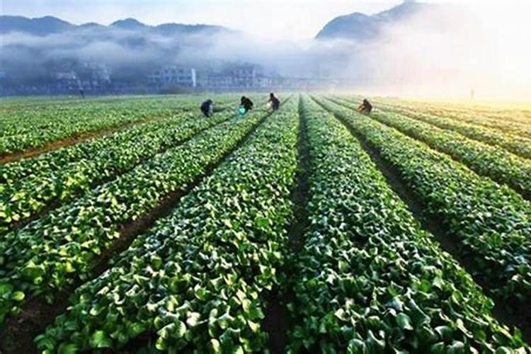 三个18平衡水溶肥适合什么作物用