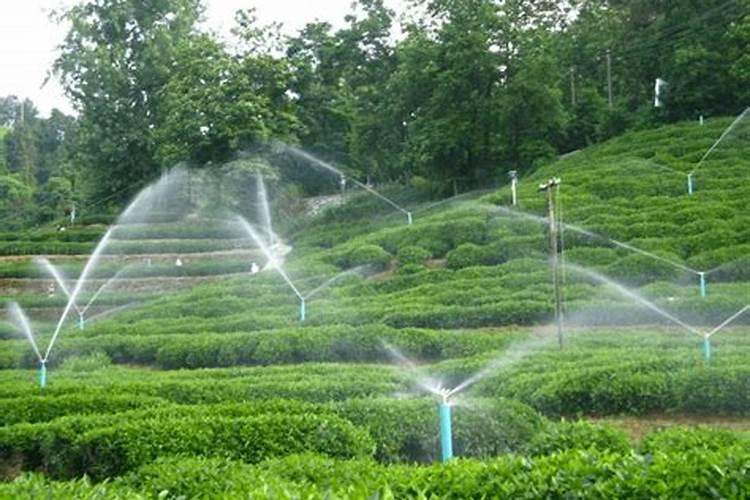 葡萄钾肥给能代水溶肥用一亩地用多少斤合适