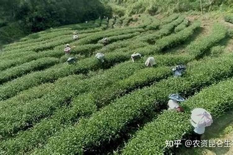 高钾肥适合浇什么花