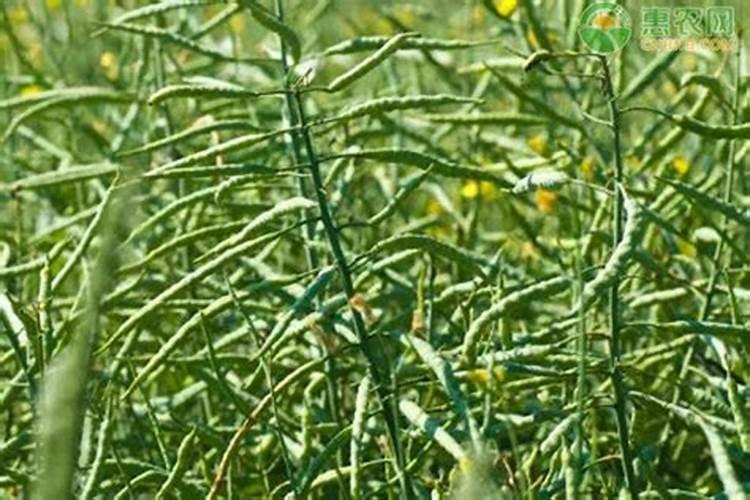 种植油菜用什么肥料好