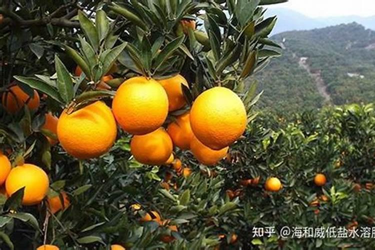 豆角僵苗用什么方法