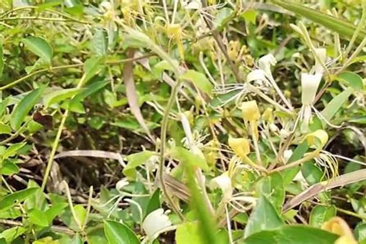 金银花用什么叶面肥好
