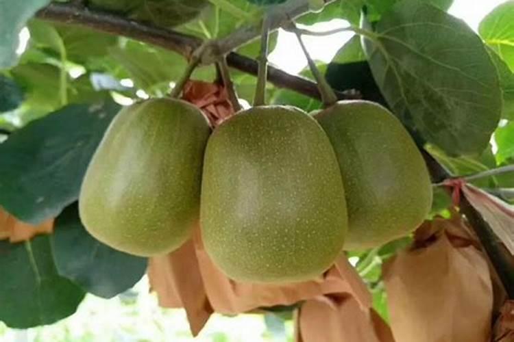 红阳猕猴桃盛果期果园管理技术