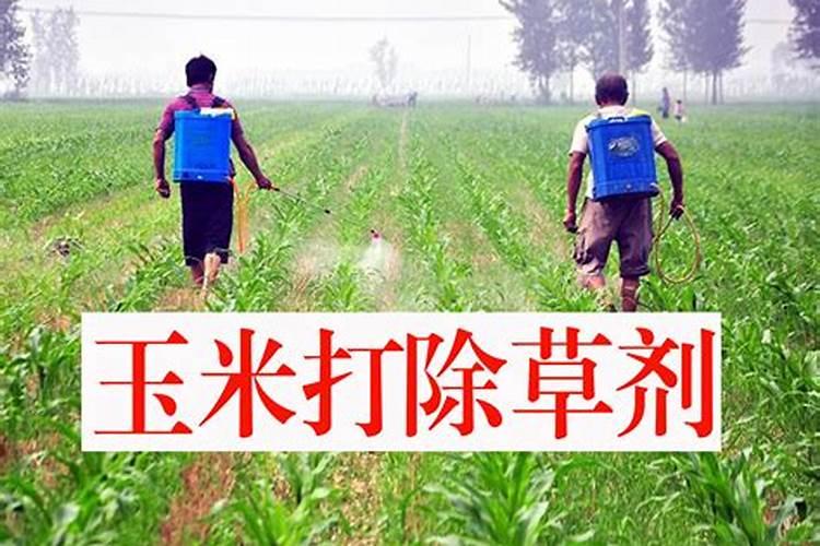 先打除草剂还是先打叶面肥