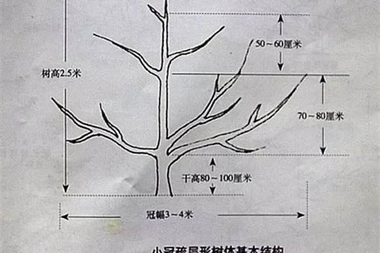 自己在家做肥料樱桃树用什么做好？