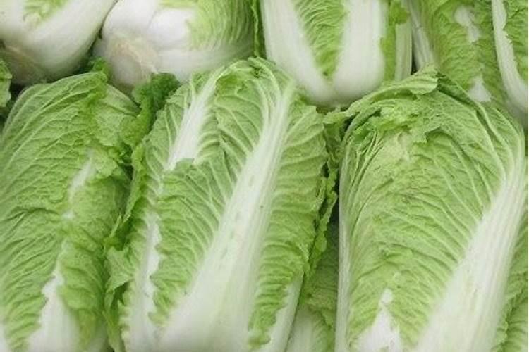 霜降了白菜没包心