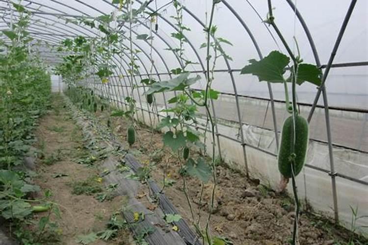 江西农用叶面肥木醋液哪家好