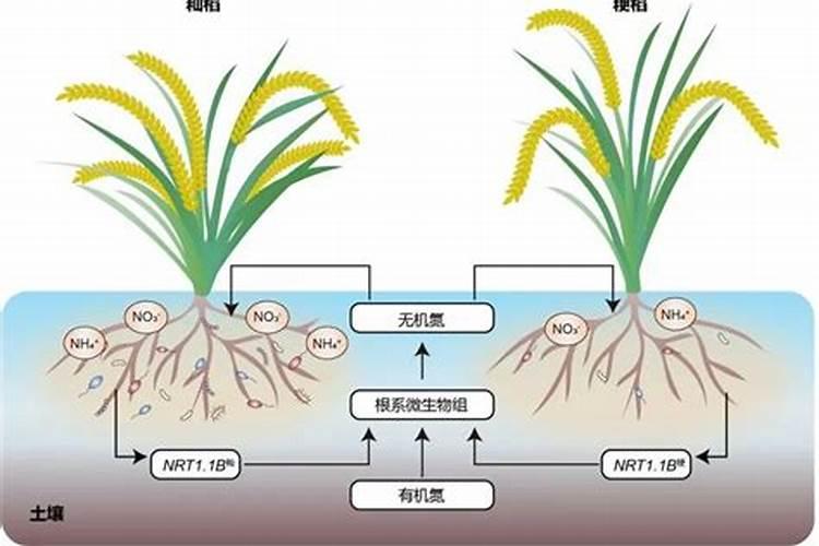 水稻抽穗了可以喷液体氮吗？