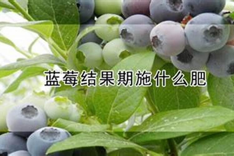 盆栽蓝莓的种植和养护方法 关于盆栽蓝莓的种植和养护方法