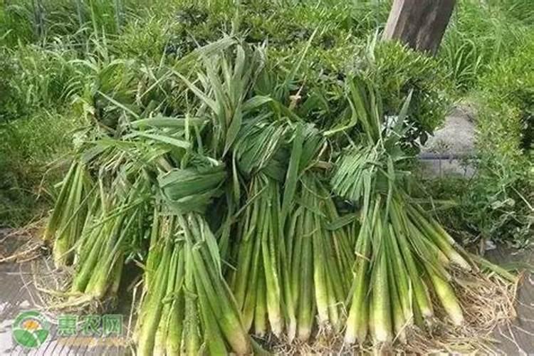 如何识别茭白胡麻叶斑病？怎样防治？