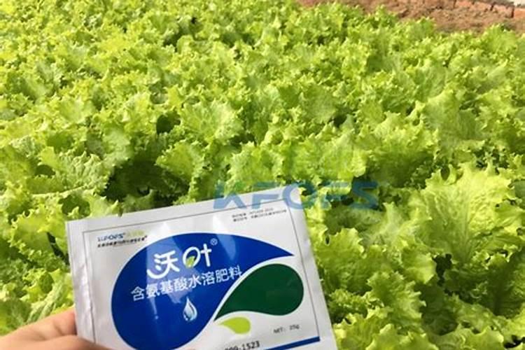 杨树需不需要打叶面肥呢？