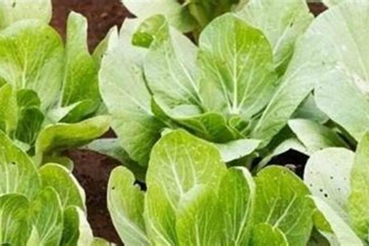 白菜出苗几天能施肥