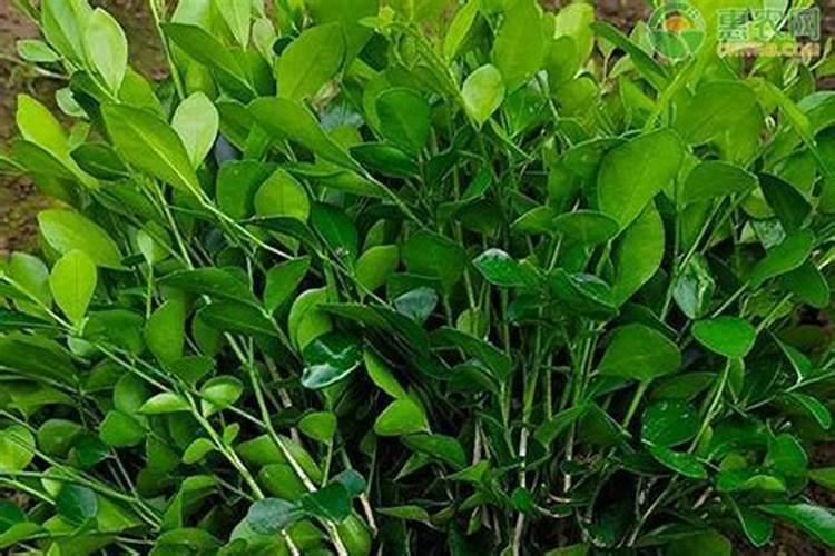 九里香怎么施肥,这样做叶片又绿又亮!