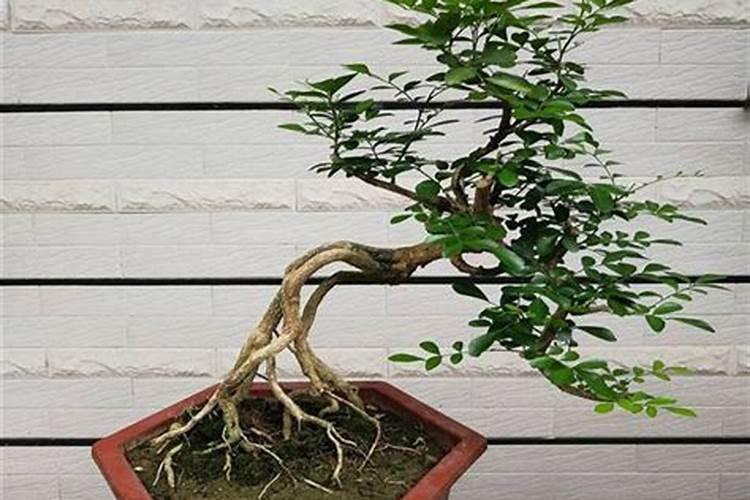 九里香如何施肥 这样做叶片又绿又亮