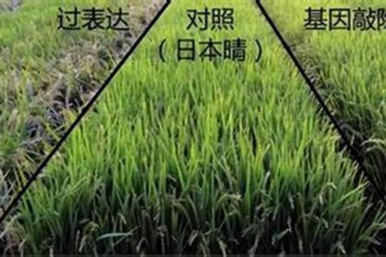 水稻一生对氮肥的要求,水稻一生需要多少个氮肥