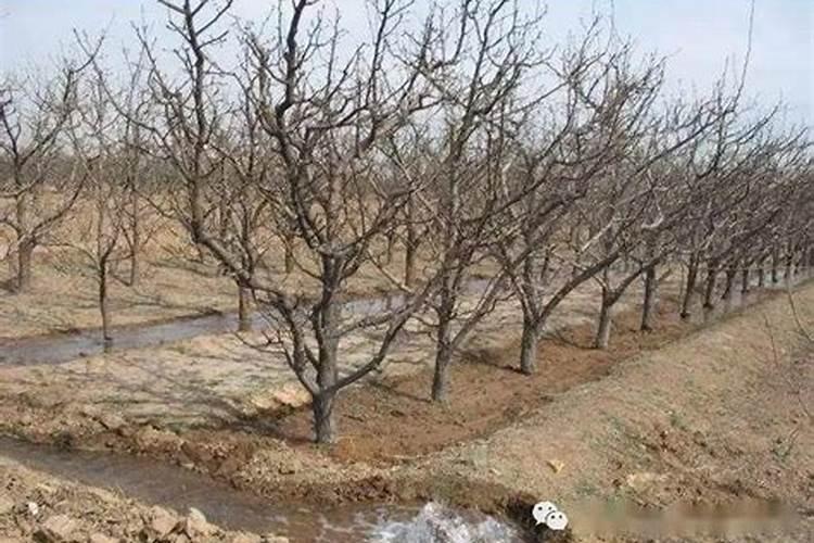 益施秋实中量元素水溶肥用量是多少