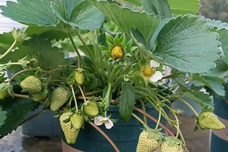 阳台种植草莓施什么肥 阳台种植草莓施哪种肥料