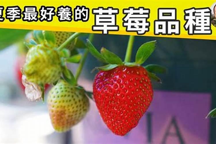 草莓的酸甜度和钾肥过多有没有关系？