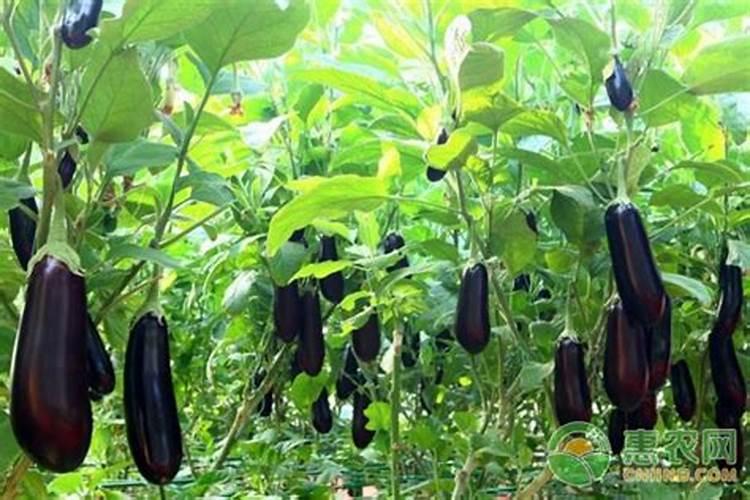 茄子叶面肥过重会卷叶吗